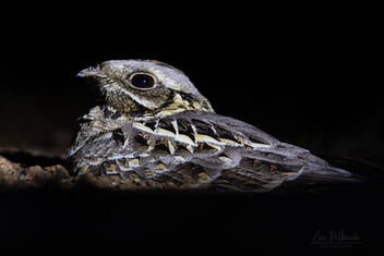 An Indian Nightjar transfixed by the light - Free image #479519
