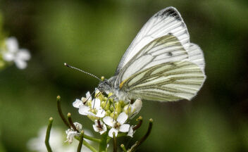butterfly - image gratuit #479619 