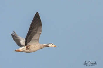 A Bar Headed Goose in Flight - image #479989 gratis