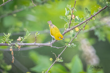 An Oriental White Eye foraging late in the evening - Kostenloses image #480049