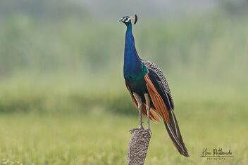 An Indian Peacock guarding the family and on lookout - бесплатный image #480069