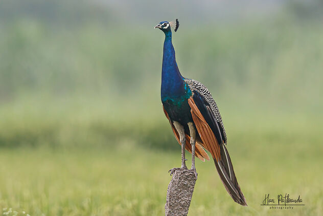 An Indian Peacock guarding the family and on lookout - image #480069 gratis