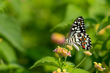 Common Lime Butterfly in action - image #480179 gratis