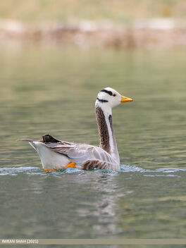 Bar-headed Goose (Anser indicus) - Free image #480599