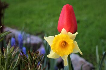 Narcissu and Tulip - Free image #480739