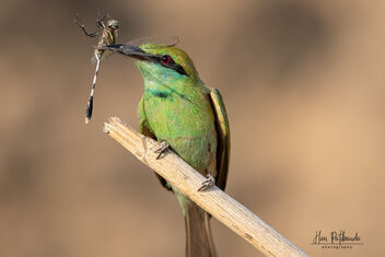 A Green Bee eater with a Catch - image gratuit #480749 