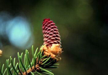 spruce inflorescence - image #480779 gratis