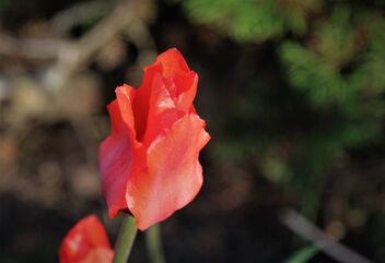 Tulip - Kostenloses image #480829