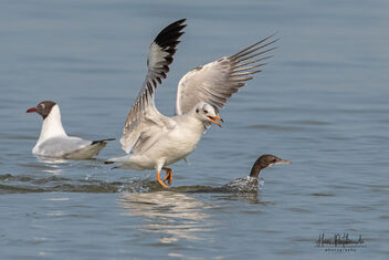 A Brown Headed Gull trying to scare off a Cormorant - image #480909 gratis