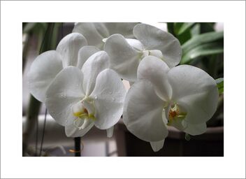 White orchids - image gratuit #480999 