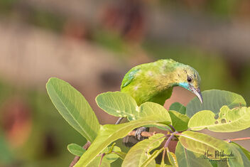 A Jerdon's Leafbird in action - image gratuit #481009 