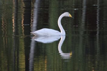 Evening Swan Mirroring - image gratuit #481049 