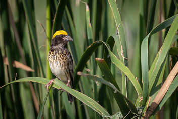 A Streaked Weaver near his nest - Free image #481089