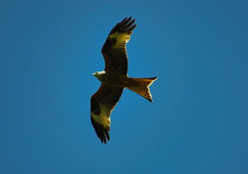 Red Kite (Milvus milvus) Flying Over Surrey - Free image #481169