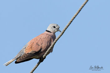A Red Collared Dove on its normal perch - image gratuit #481229 