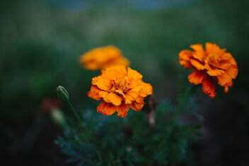 Beautiful spring flowers in the garden closeup. - image #481449 gratis