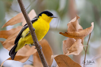 A Common Iora in a playful mood - Free image #481479