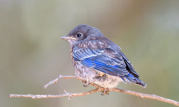 Western Bluebird - бесплатный image #481489