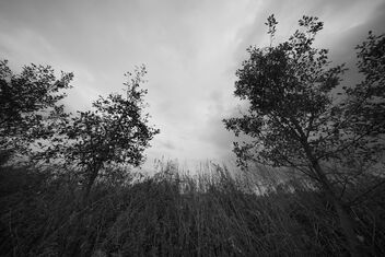 trees monochrome - Free image #481599