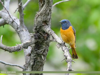 Blue-fronted Redstart (Phoenicurus frontalis) - Free image #481689
