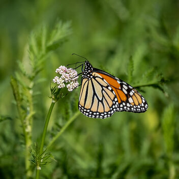 Monarch Butterfly, Hartley Park, Duluth 7/7/21 - Free image #481809