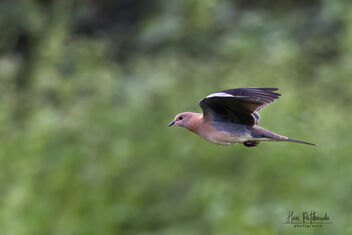 A Laughing Dove in Flight - image gratuit #481939 