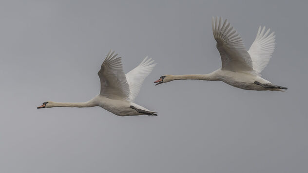 Mute Swans in Flight - image gratuit #481979 