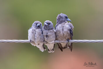 A family of Ashy Woodswallows in a Huddle - Kostenloses image #482039