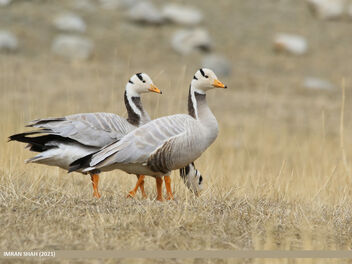 Bar-headed Goose (Anser indicus) - Free image #482109