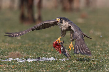 A Peregrine Falcon taking its food with it - image gratuit #482299 
