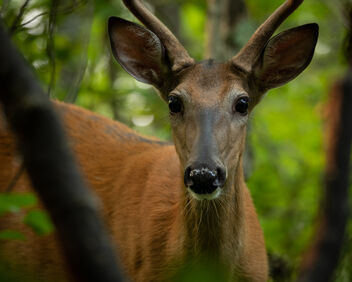 Deer, Hartley Park, Duluth 8/2/21 - бесплатный image #482319