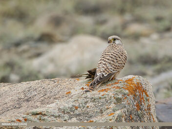 Common Kestrel (Falco tinnunculus) - image #482479 gratis