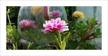 Moss roses in a bottle - Kostenloses image #482519