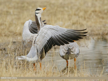 Bar-headed Goose (Anser indicus) - image gratuit #482639 