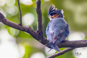 A Male Crested Treeswift keeping a watchful eye on the surroundings - image #482679 gratis