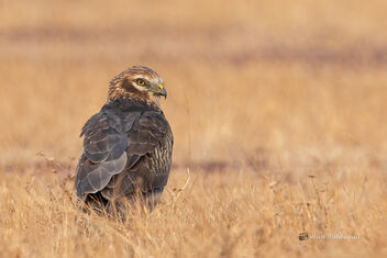A Montagu's Harrier roosting for the night - image gratuit #482719 