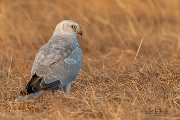 A Pallid Harrier in a communal roost - Free image #482759