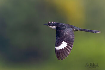 A Pied Cuckoo in Flight - image #482839 gratis