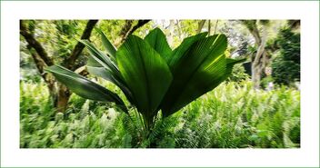 Palm leaves - Free image #482879