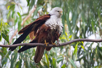 A Brahminy Kite Stretching its wings - image gratuit #482919 