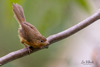 A Tawny Babbler foraging for food - Free image #483019