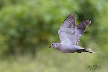 A Eurasian Collared Dove taking Off - image #483149 gratis