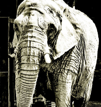 PORTRAIT OF AN ELEPHANT - image gratuit #483299 