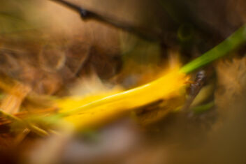 Out of Focus 2 [Autumn Colors] - Free image #483319