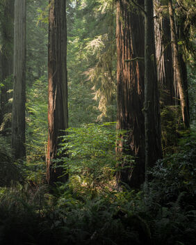 California Redwoods - Free image #483379