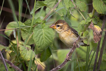 A Juvenile Baya Weaver perched on a shrub - бесплатный image #483399