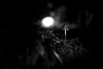 Small Fungi 15 - Free image #483429