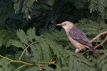 A Chestnut Tailed Starling on a fruiting tree - image #483439 gratis