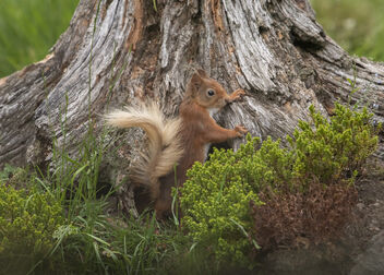 Red Squirrel - Kostenloses image #483519