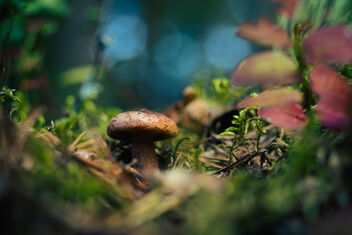 Small Fungi 17 - Kostenloses image #483559